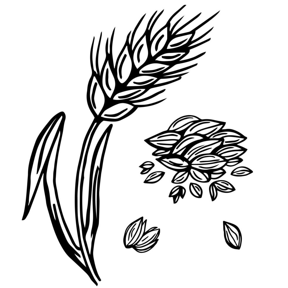Wheat plant spikelets, vector doodle illustration, hand drawing, sketch