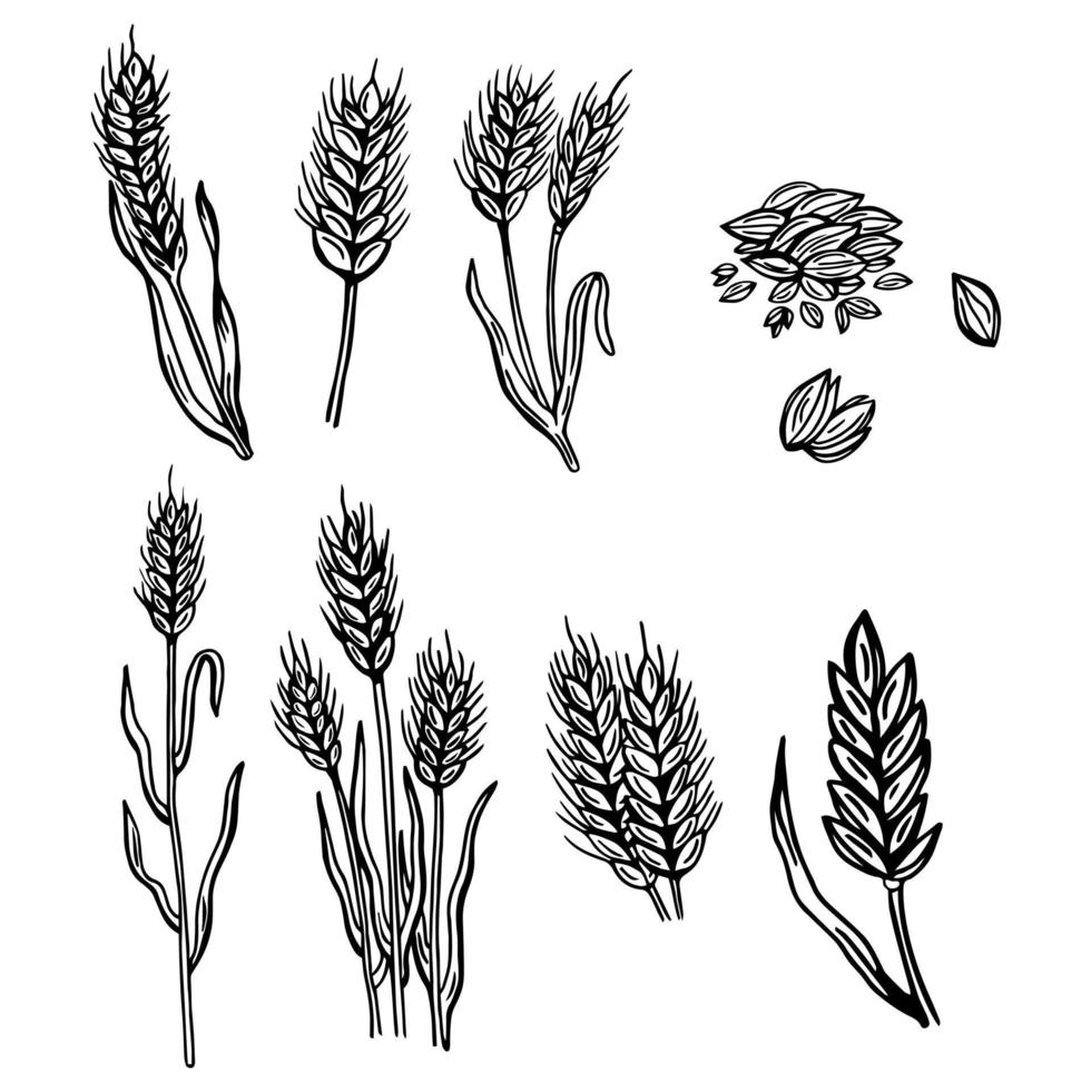 Wheat ears cereals crop sketch decorative icons set isolated vector illustration