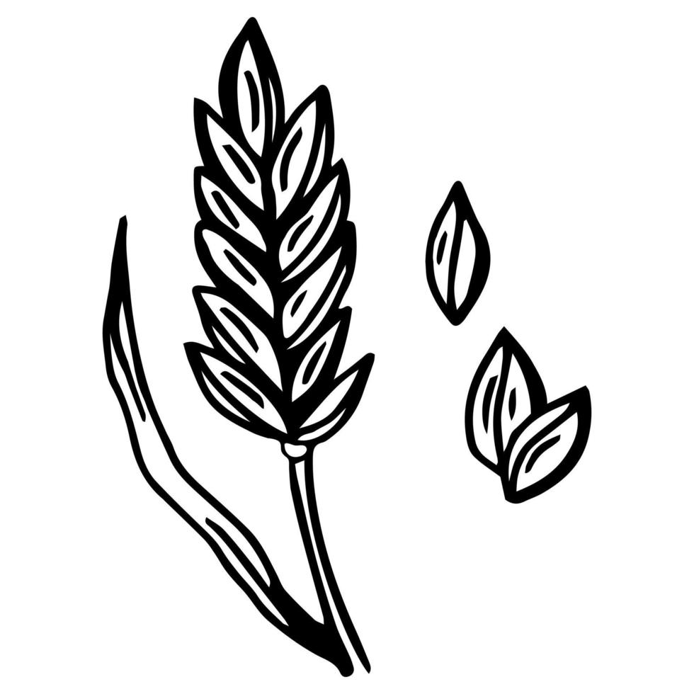 Wheat plant spikelets, vector doodle illustration, hand drawing, sketch