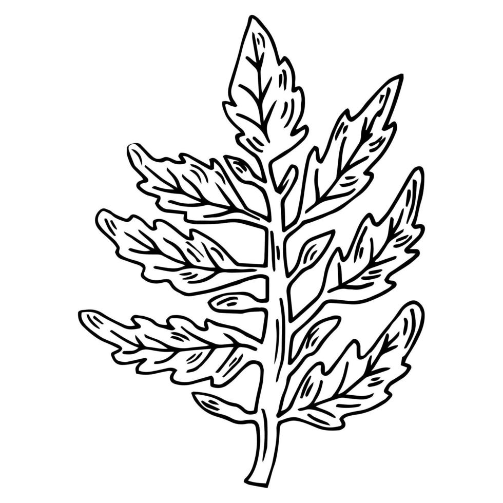 Tomato plant branch engraving vector illustration. Scratch board style imitation. Hand drawn image.
