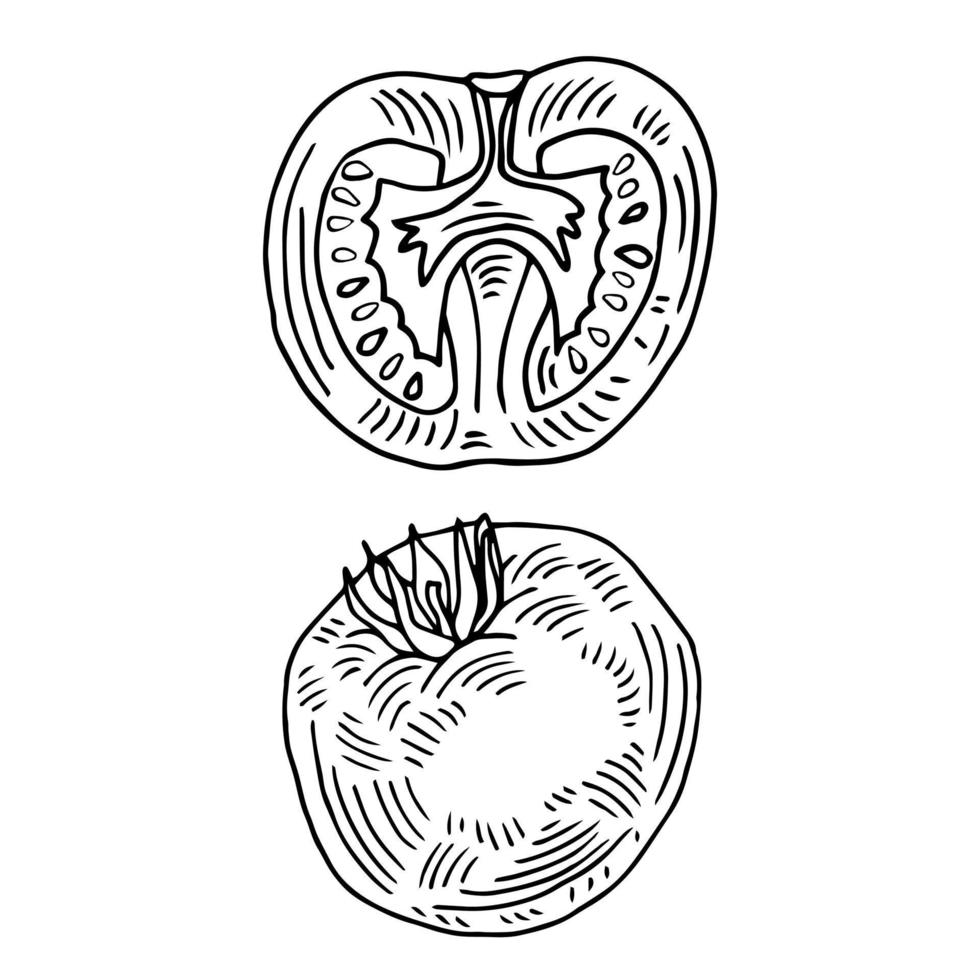 icono de comida aislado dibujado a mano. ilustración de contorno negro de vegetales. icono de tomate. vector