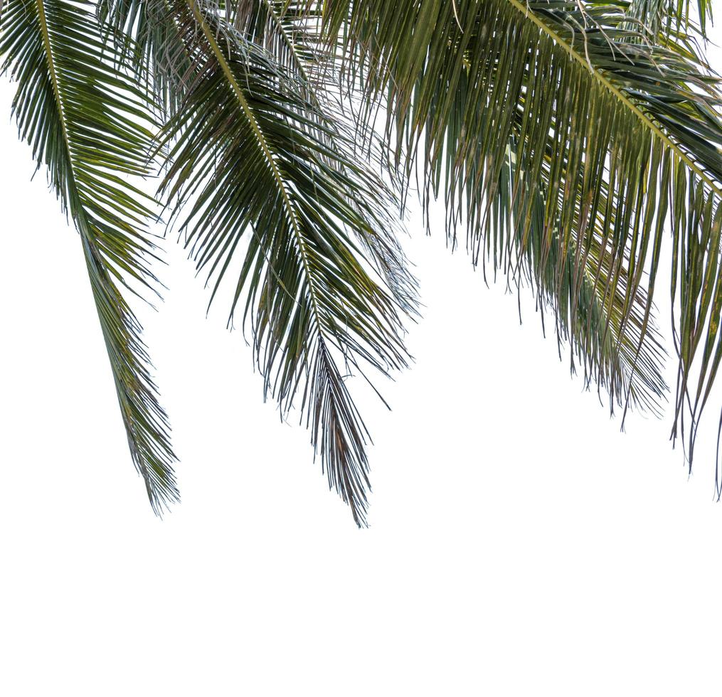 Coconut leaf isolated on white background with clipping path photo