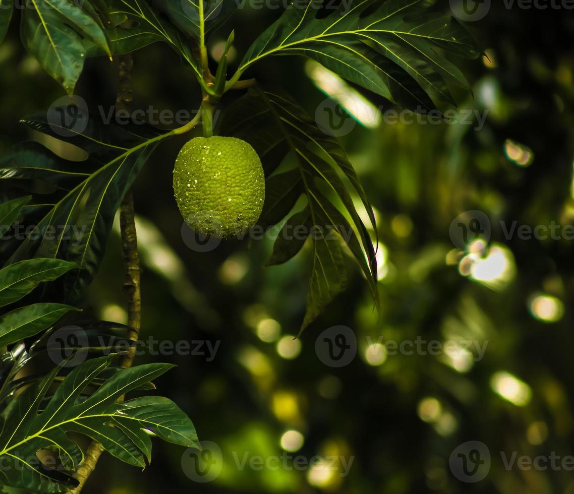 fruta del pan fruta en el árbol. aislado foto