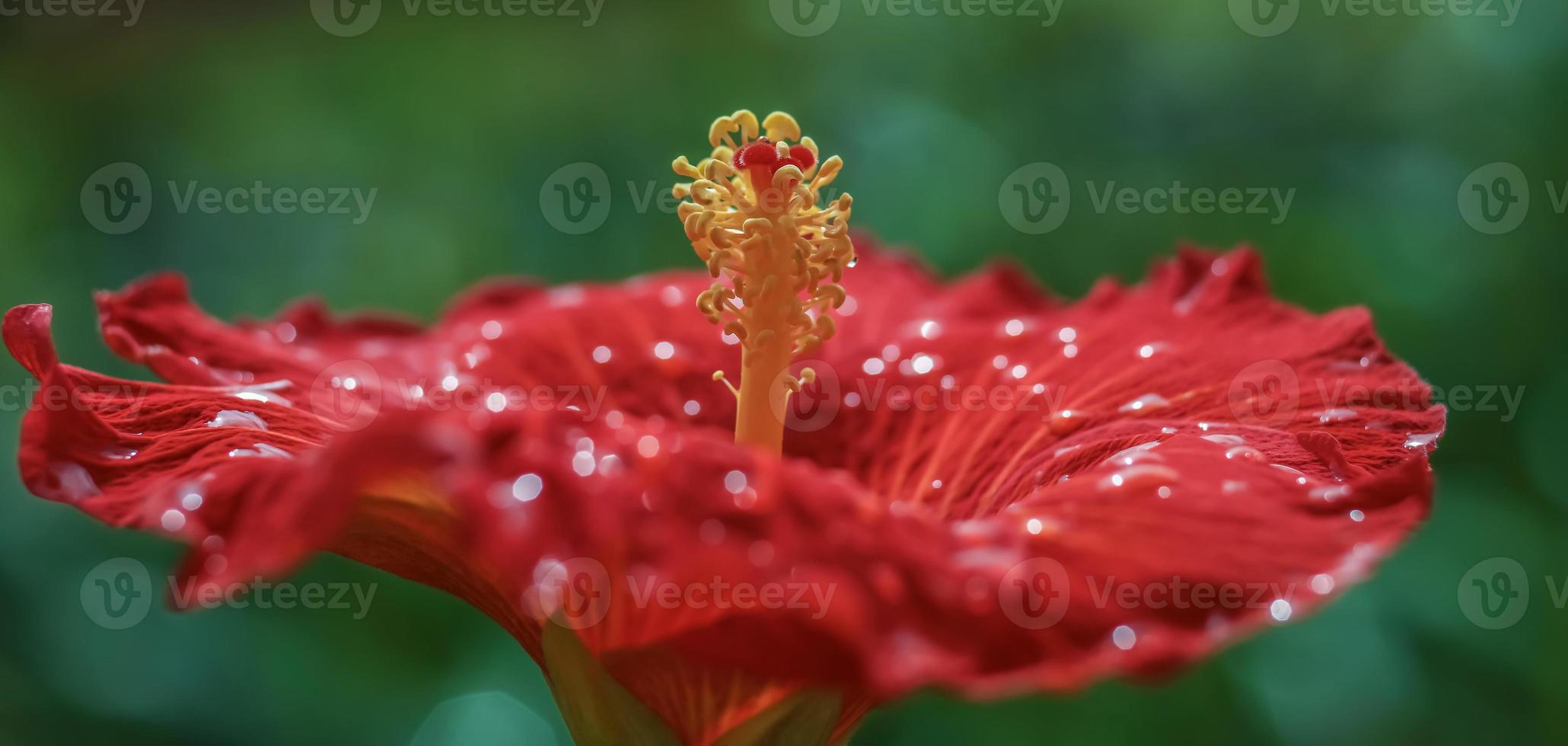 A red Chinese Hibiscus . Side view . Close up . Focus on stamen photo