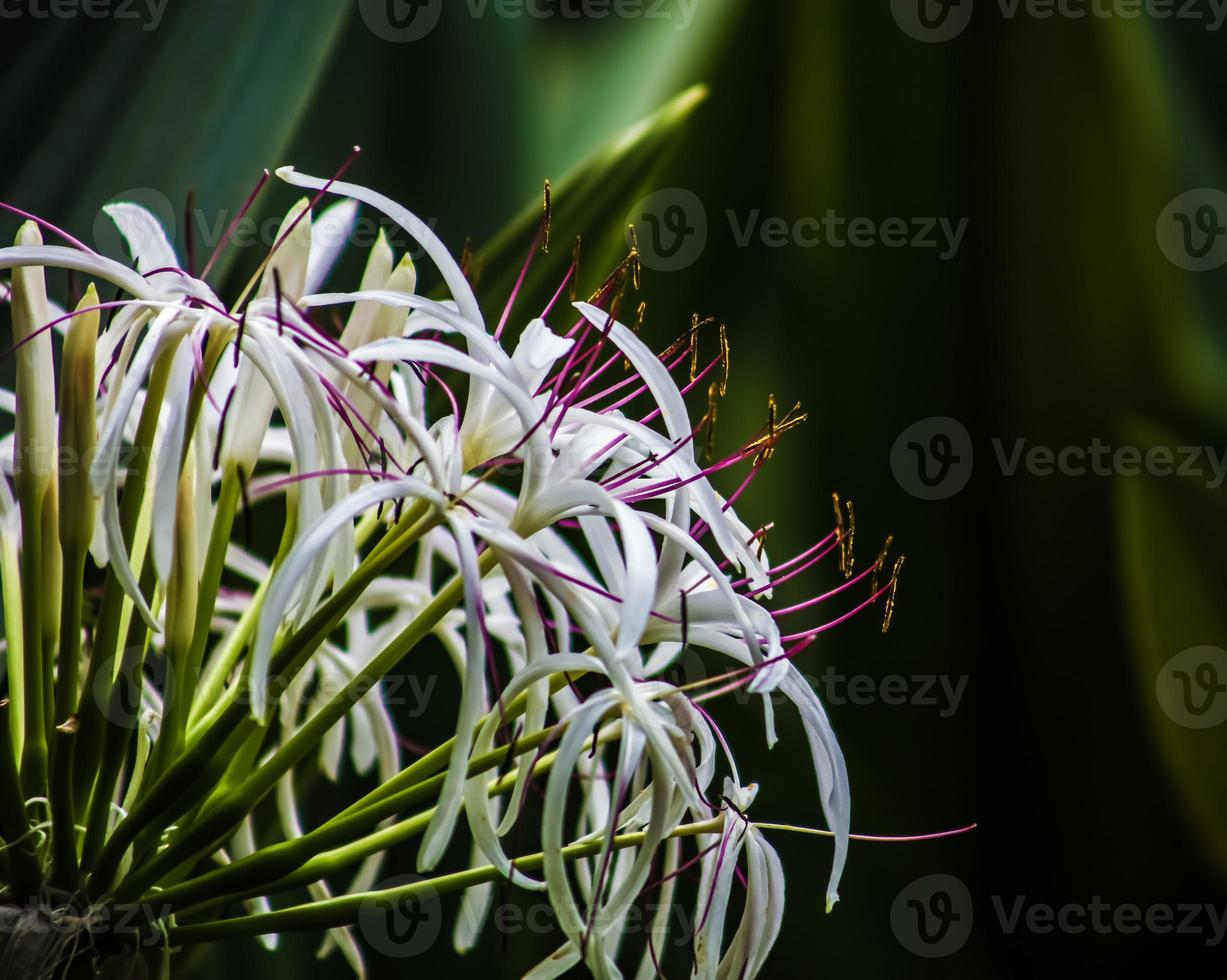 Poison Bulb . Single bloom . Partial view . Close up photo