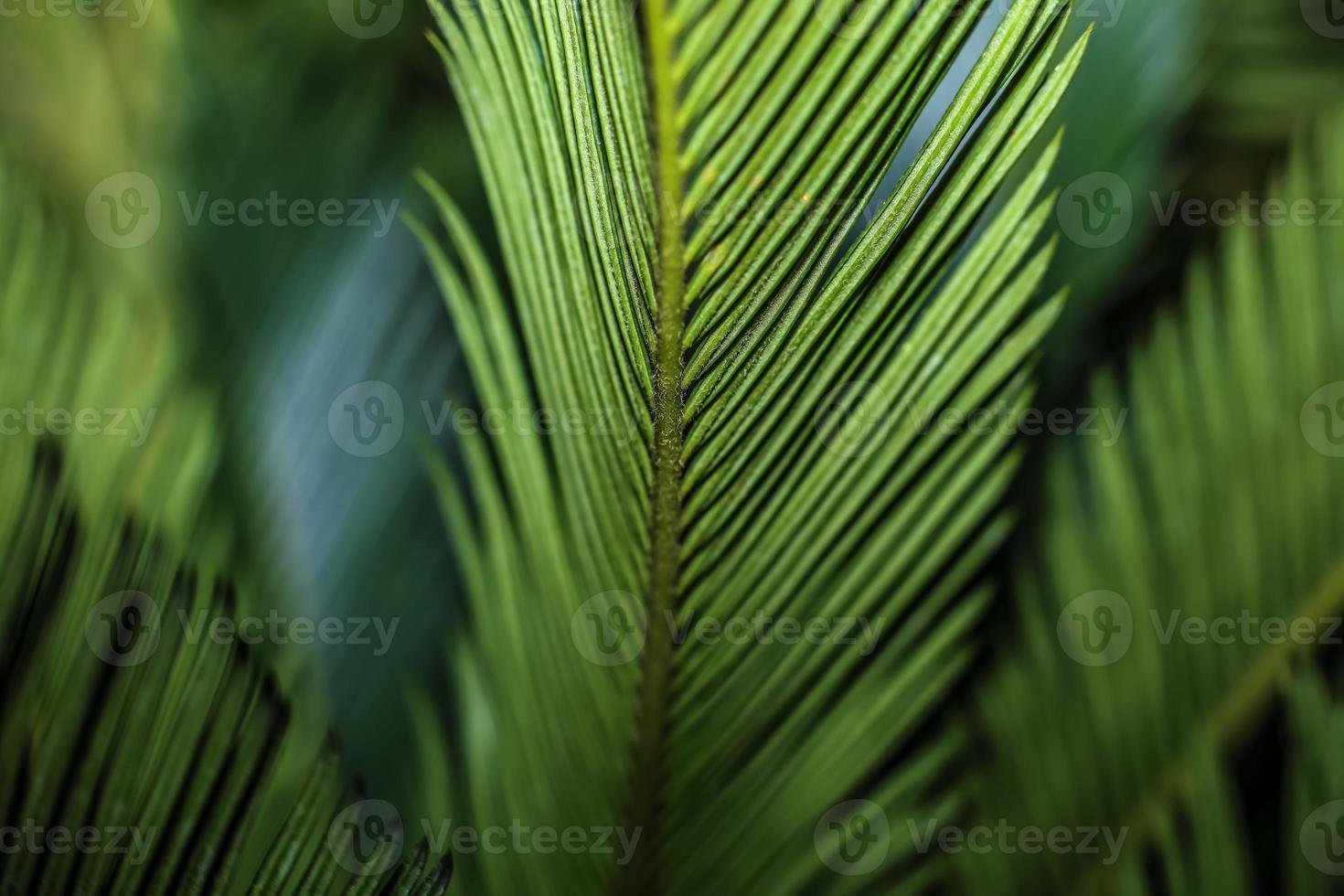 Sago Palm . Leaf patterns . selective focus photo