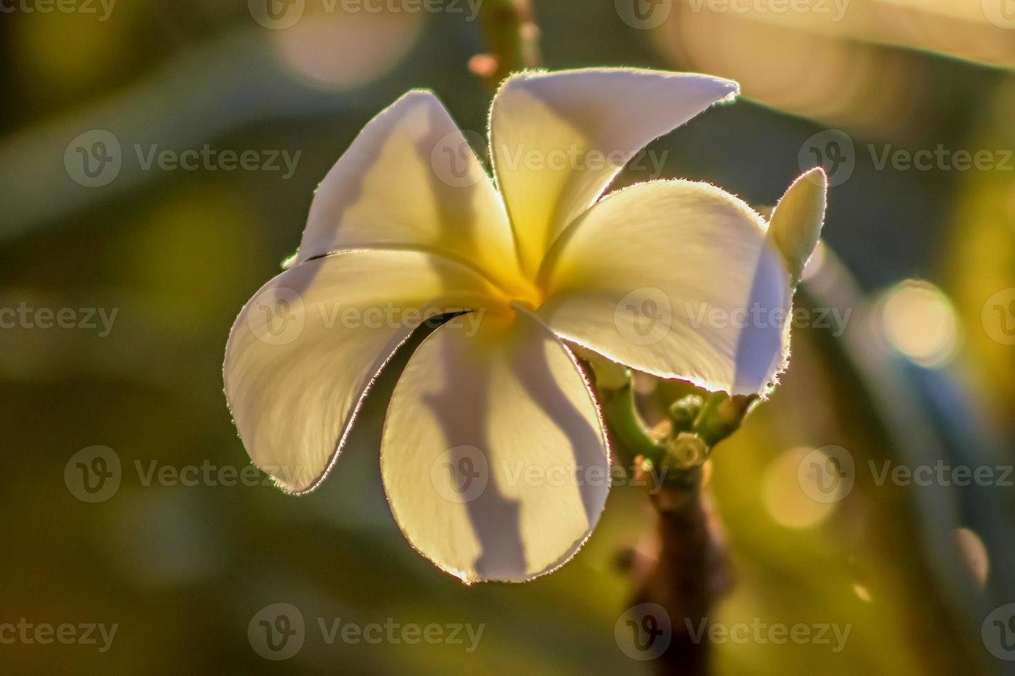 A white Plumaria . Single bloom . frontal view . Close up photo