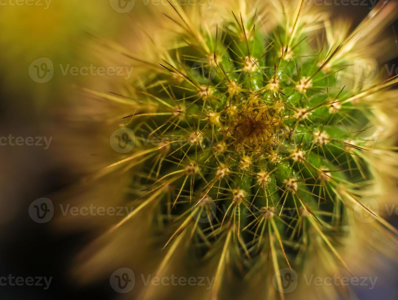 Organpipe Cactus . View from above . Close up photo