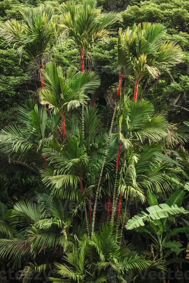 Lipstick Palms . Group of trees . Vertical photo