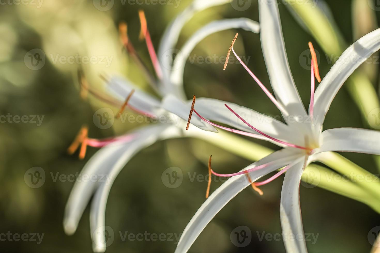 White Poison Bulb . Two blooms . Oblique view photo