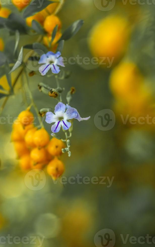 gotas de rocío doradas. floraciones maduras. vainas de semillas de color naranja brillante foto