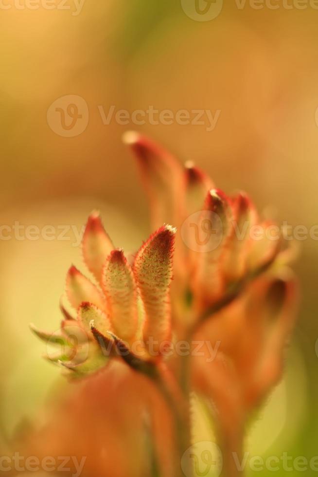 Kangaroo Paws . Two stems . Selective focus photo