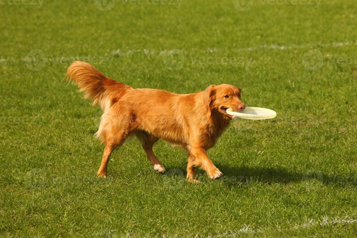 Happy dog playing photo