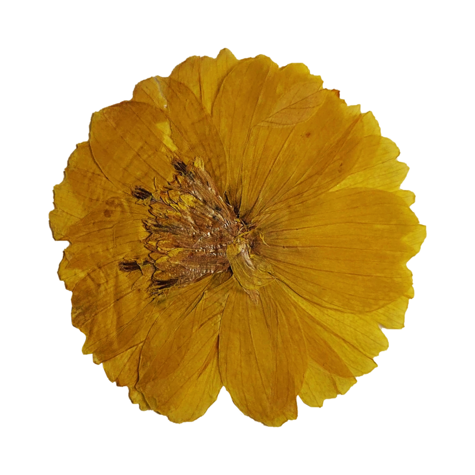 Free flor amarilla prensada 15693467 PNG with Transparent Background