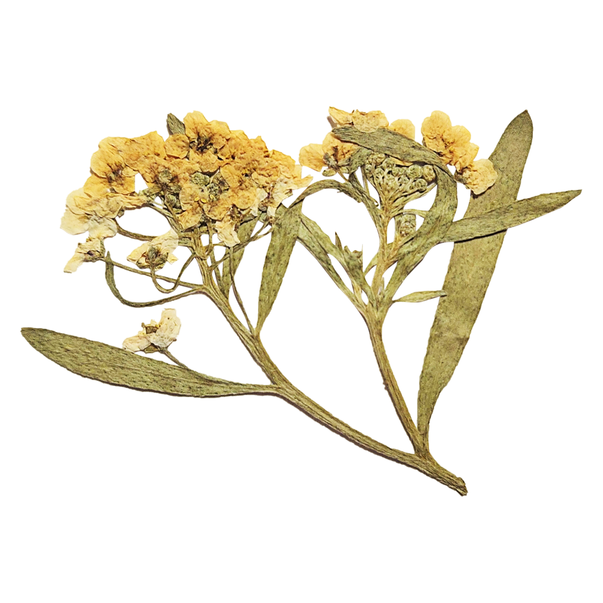 Yellow Pressed Flower 15693470 PNG