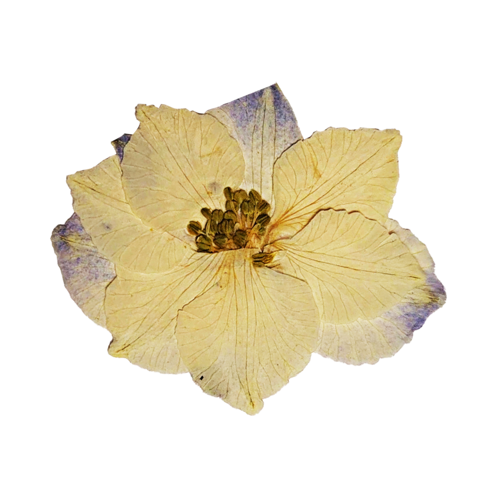 Creative and versatile Transparent background flower - images for any