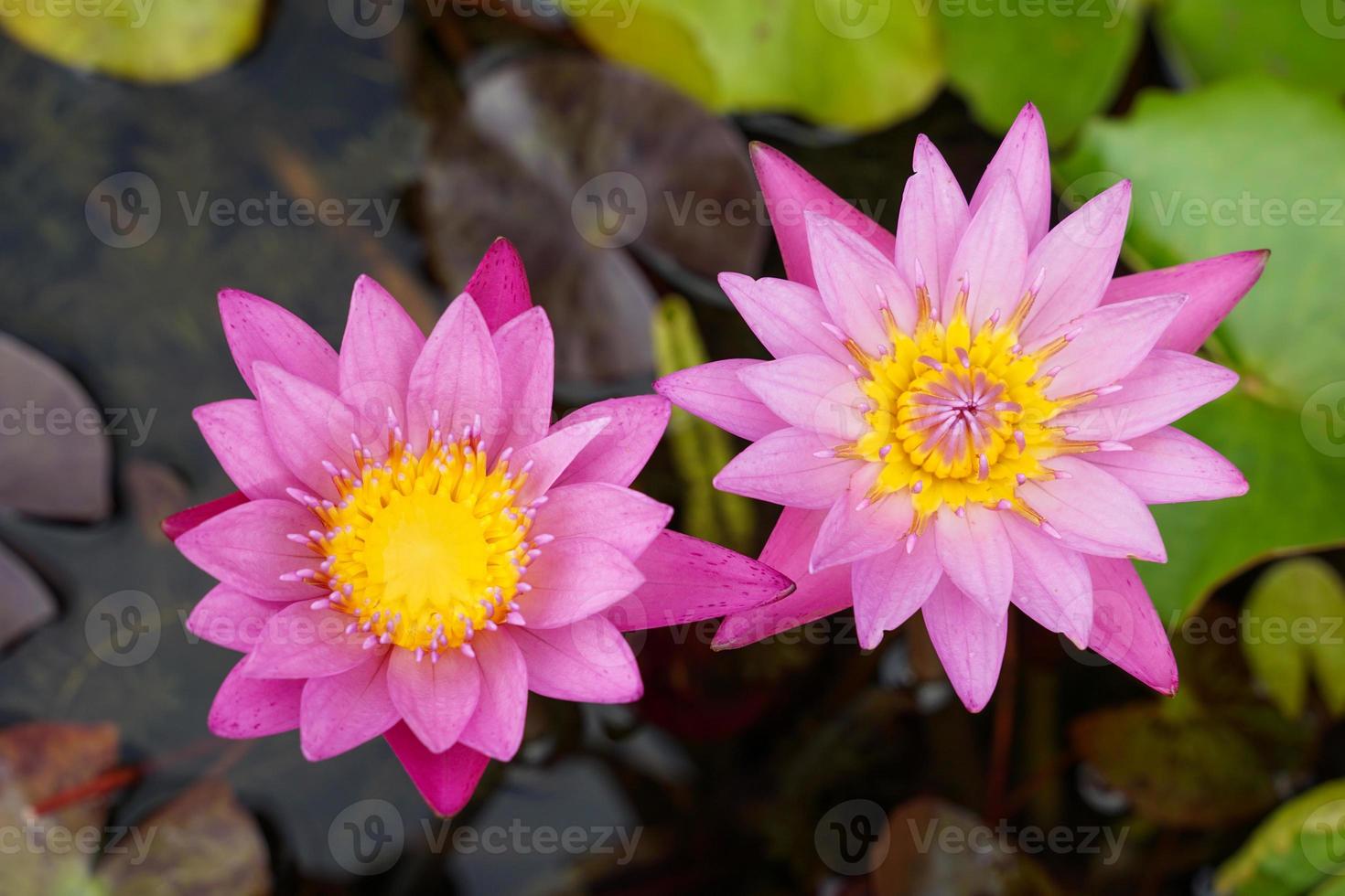 pink lotus flowers In the lotus basin planted to decorate the place