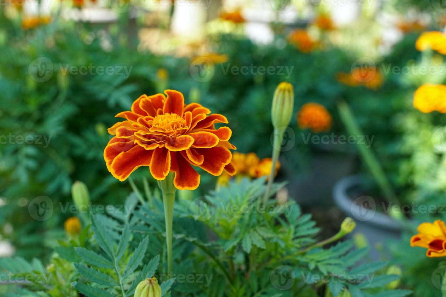 Marigolds Symbolism
