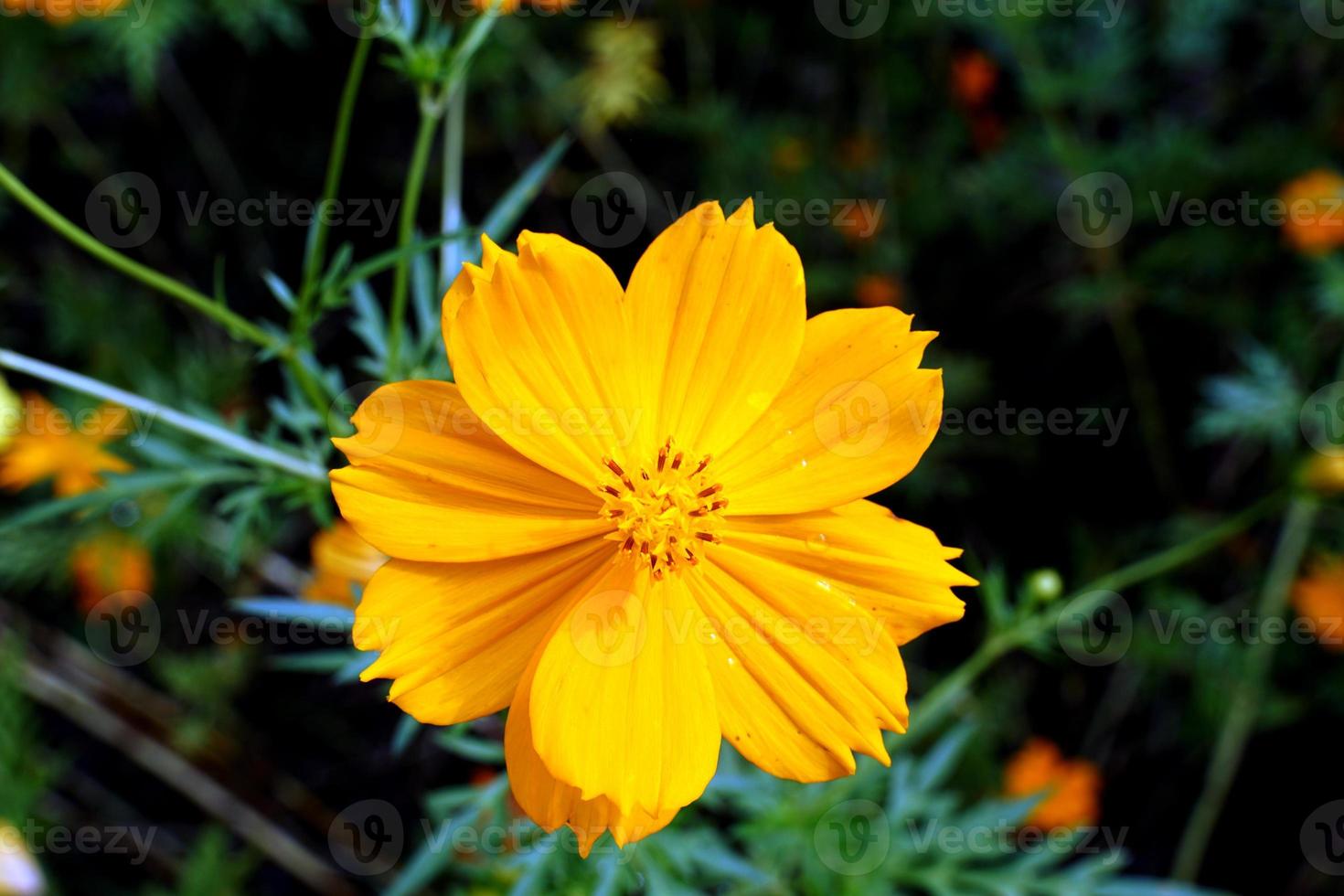 The Mexican Aster has yellow flowers. Single layer or stacked petals The tip of the petals is serrated as a saw tooth. In the center of the flower are 5 stamens and 1 pistil. photo