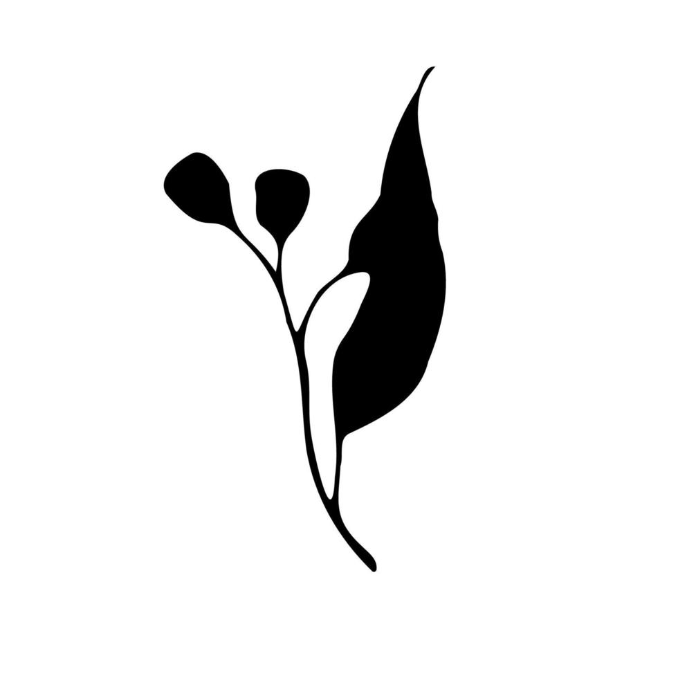 Eucalyptus leaf with flowers silhouette, black on white botanical element. vector