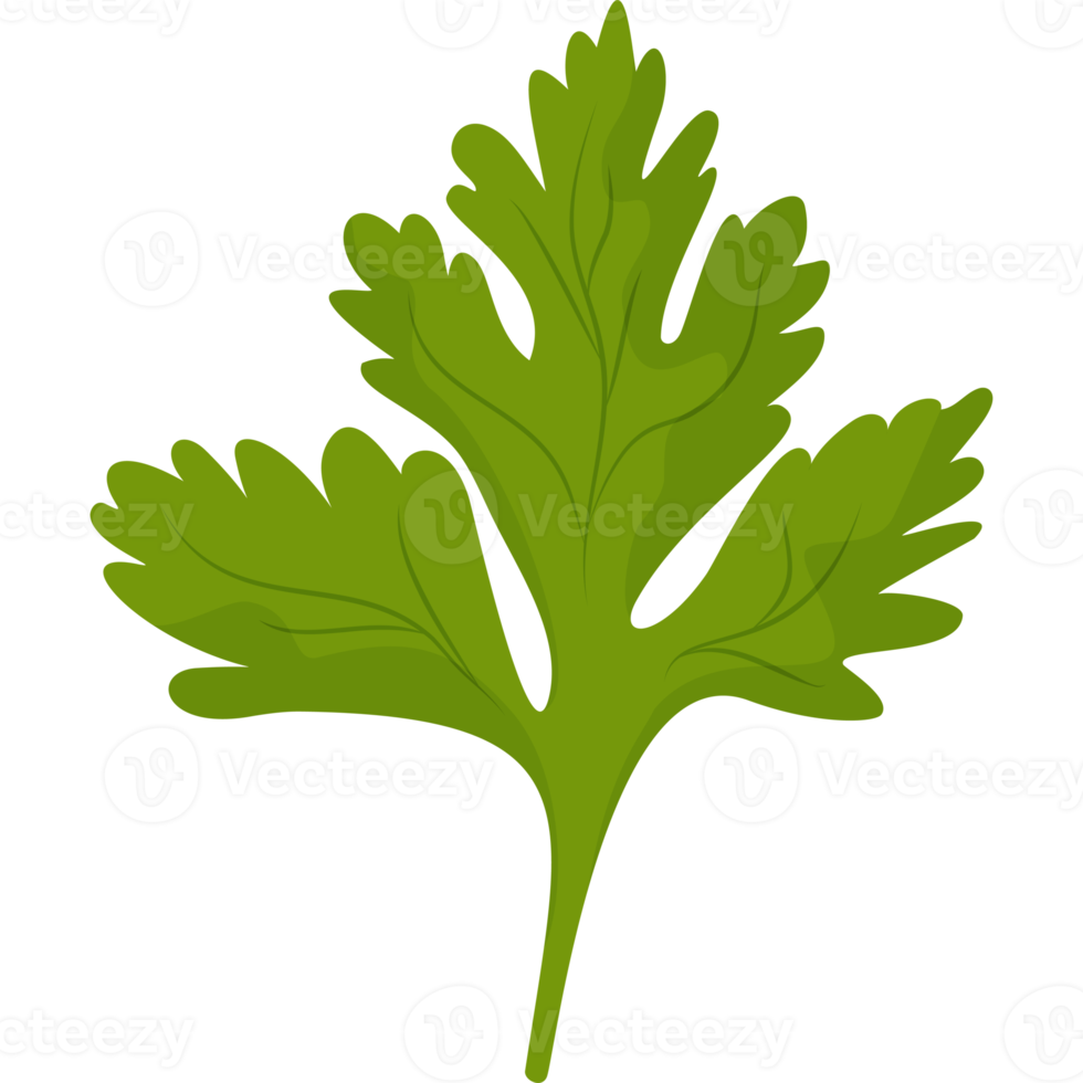 green parsley leaf png