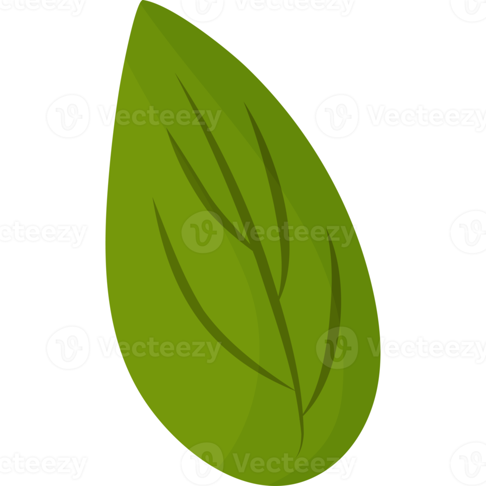 green herb leaf png