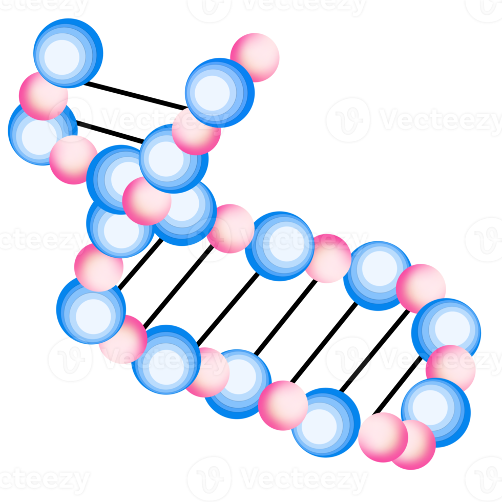 The Amino Acid png