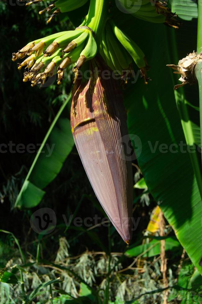 dark young banana heart. banana tree flower. photo