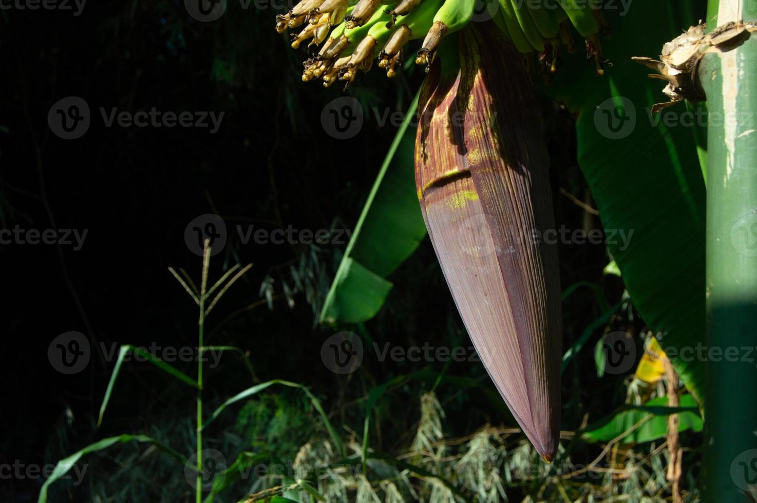 dark young banana heart. banana tree flower. photo