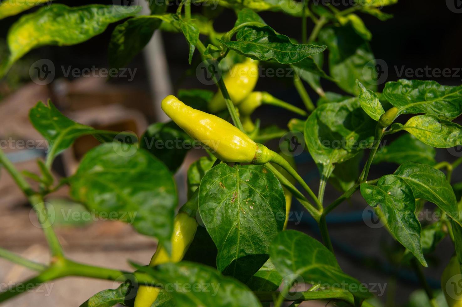 fruiting chili plants. chili plants in the garden during the day photo
