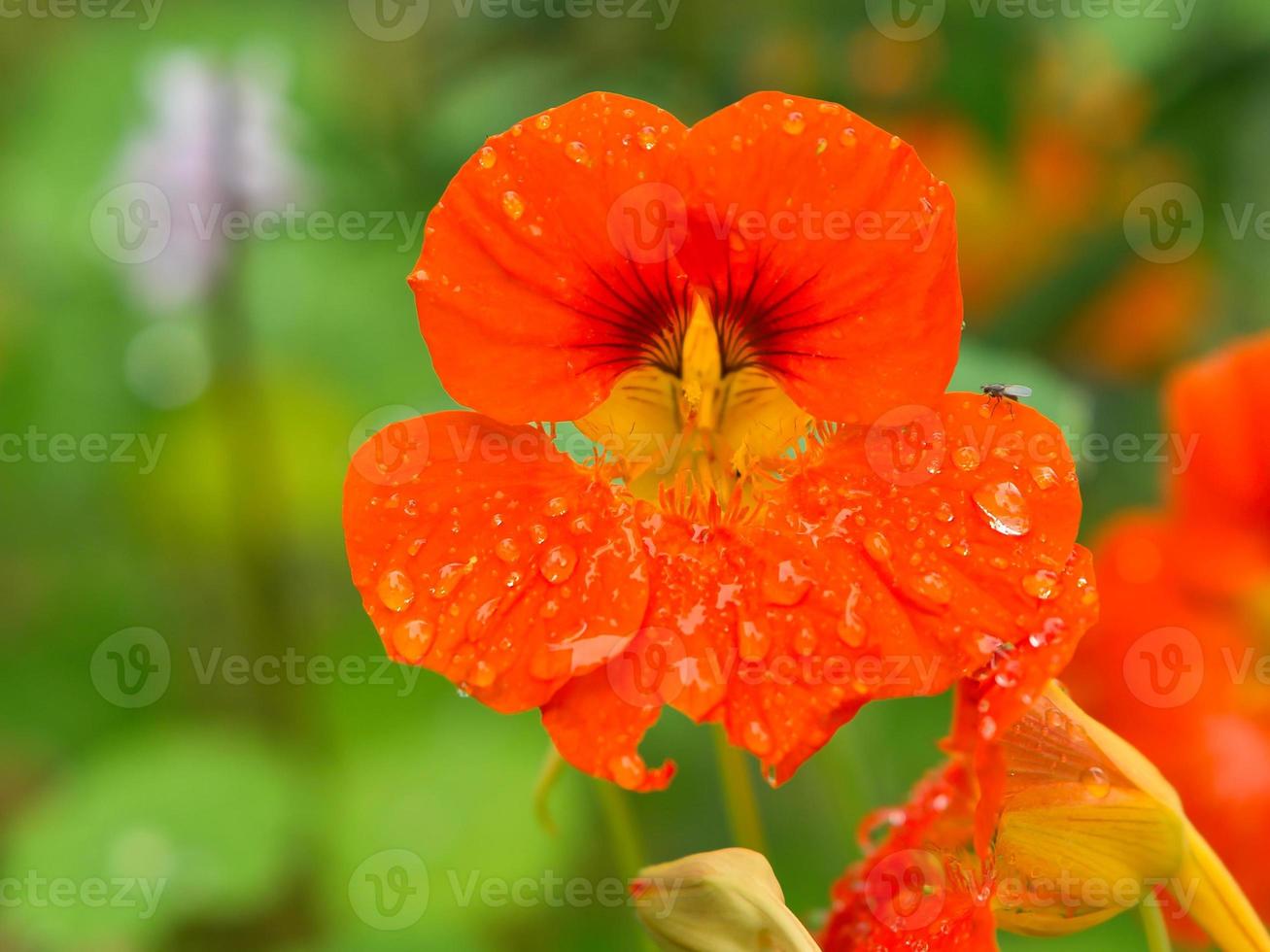 Nasturtium in orange on the bush with dew drops on the flower. Spice for salads photo