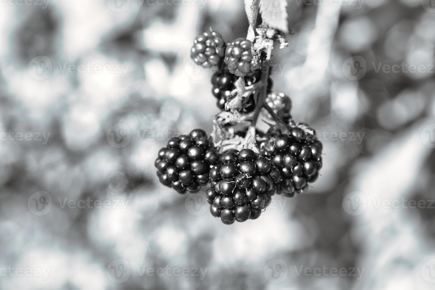 Blackberry in black and white on bush with bokeh. Blurred background. Vitamin rich photo