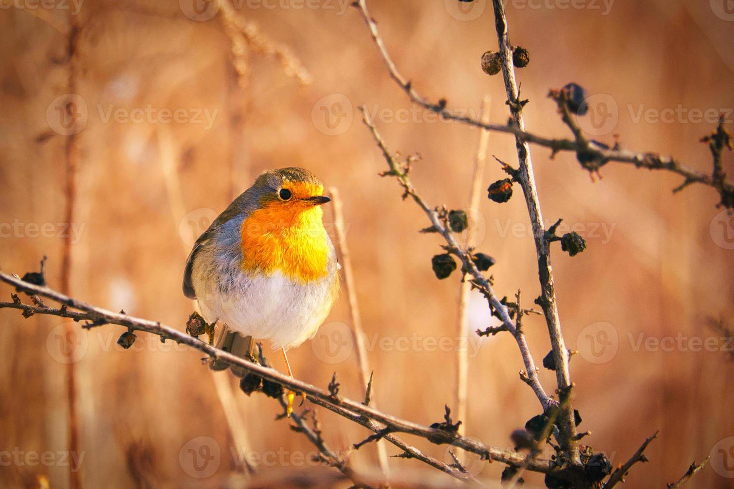 A robin on a juniper branch in evening light mood with beautiful bokeh photo