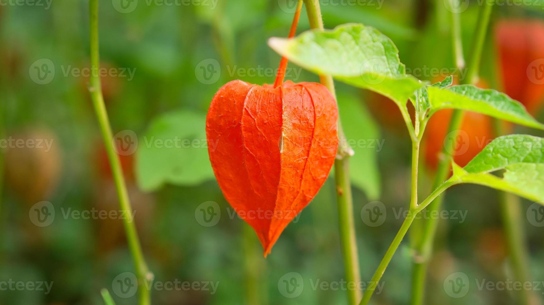 Physalis, cape gooseberry hangs on the bush. Orange fruit with green leaves photo