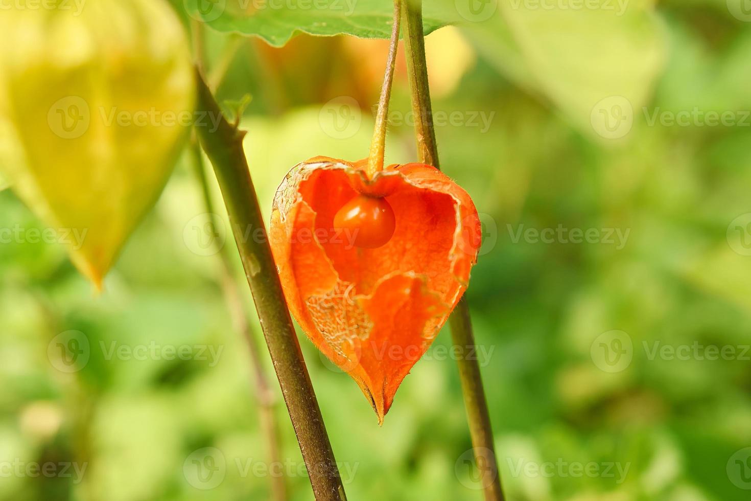 physalis con piel abierta, vista de la fruta en el interior. frutas ricas en vitaminas del jardín foto