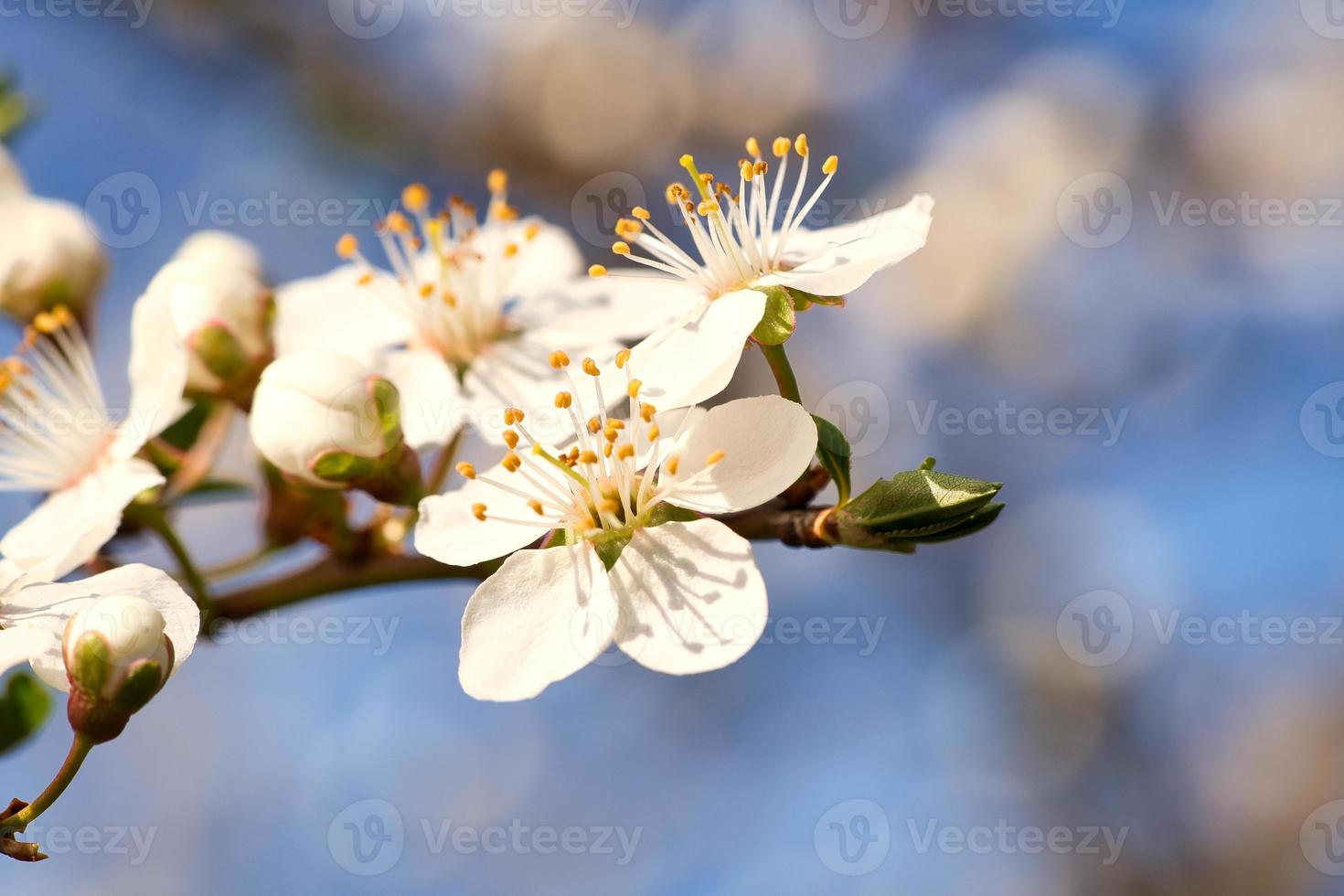 Branch with cherry blossom on fruit tree in garden. Blossom in spring. With bokeh. photo