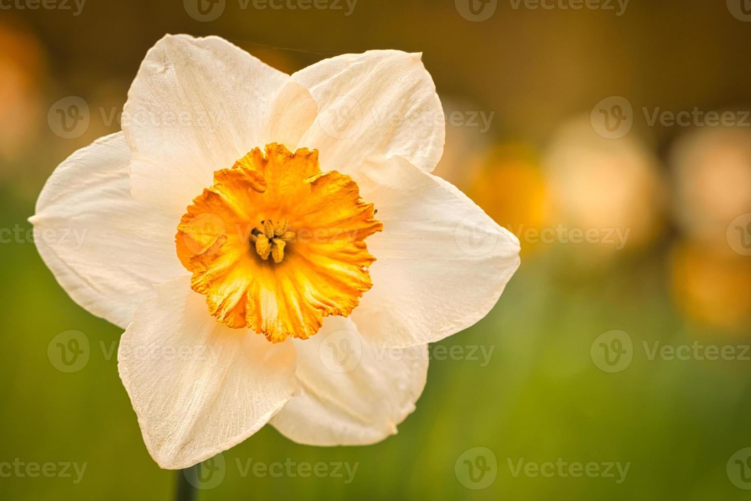 Daffodils with beautiful bokeh photo