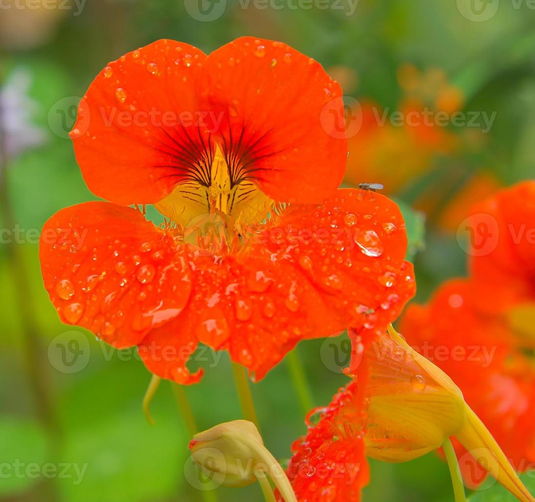 Nasturtium in orange on the bush with dew drops on the flower. Spice for salads photo