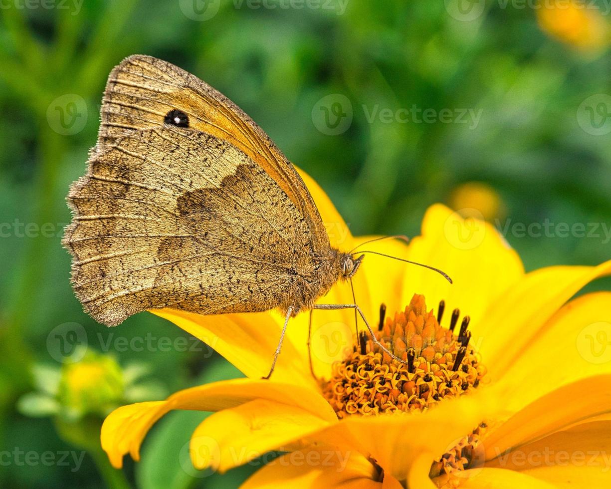 The brown forest bird is a butterfly of the noble butterfly family and is also known photo