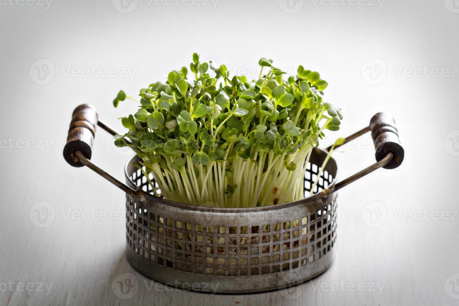 Bunch of radishes microgreens photo