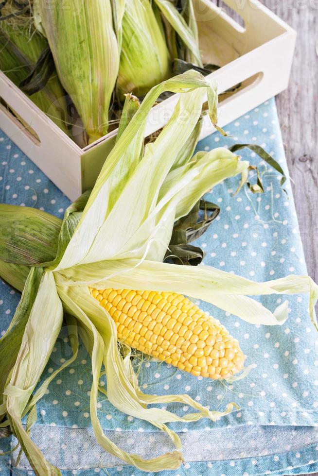 Fresh sweet corn photo