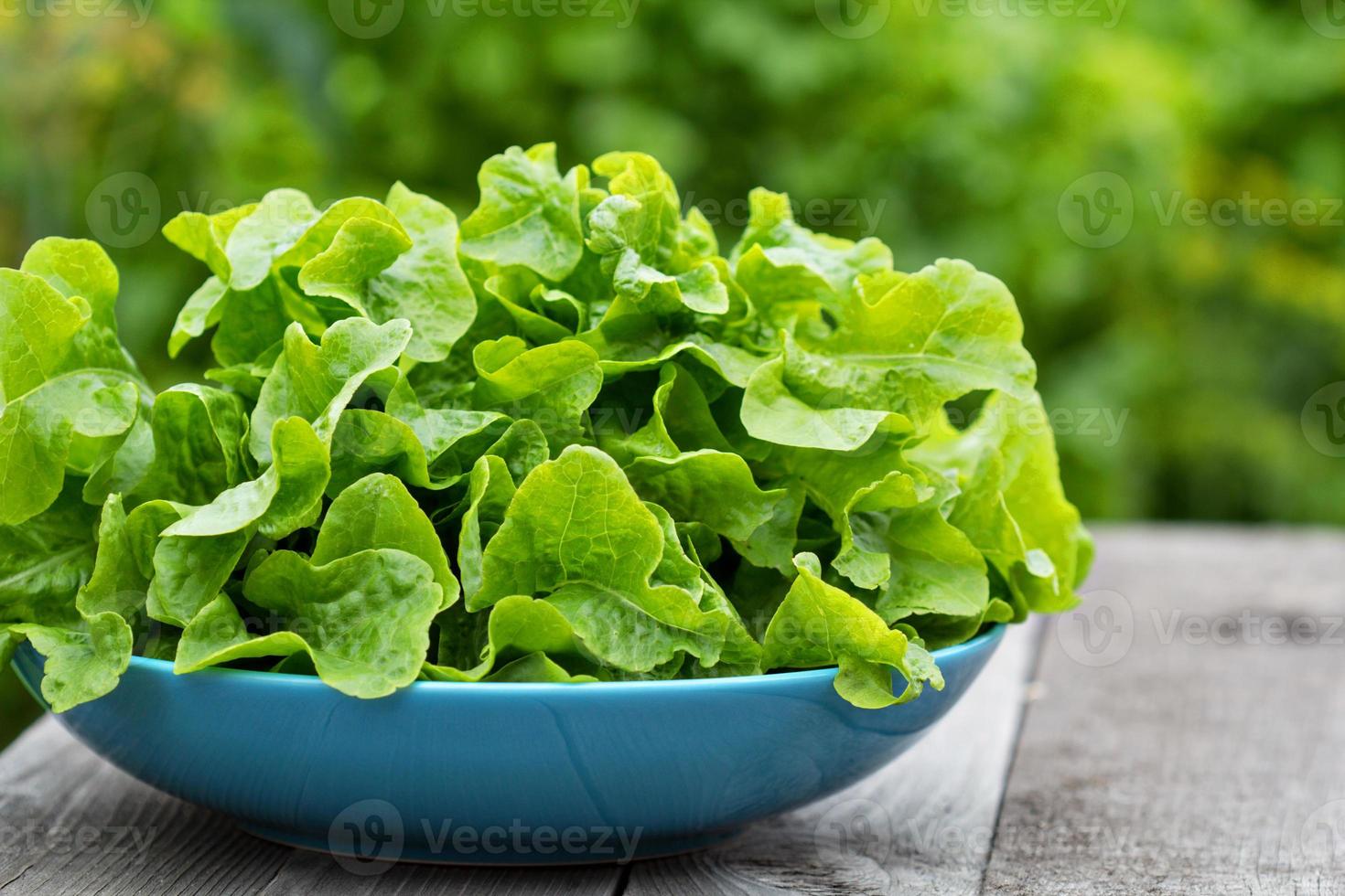 Fresh salad leaves in the garden photo