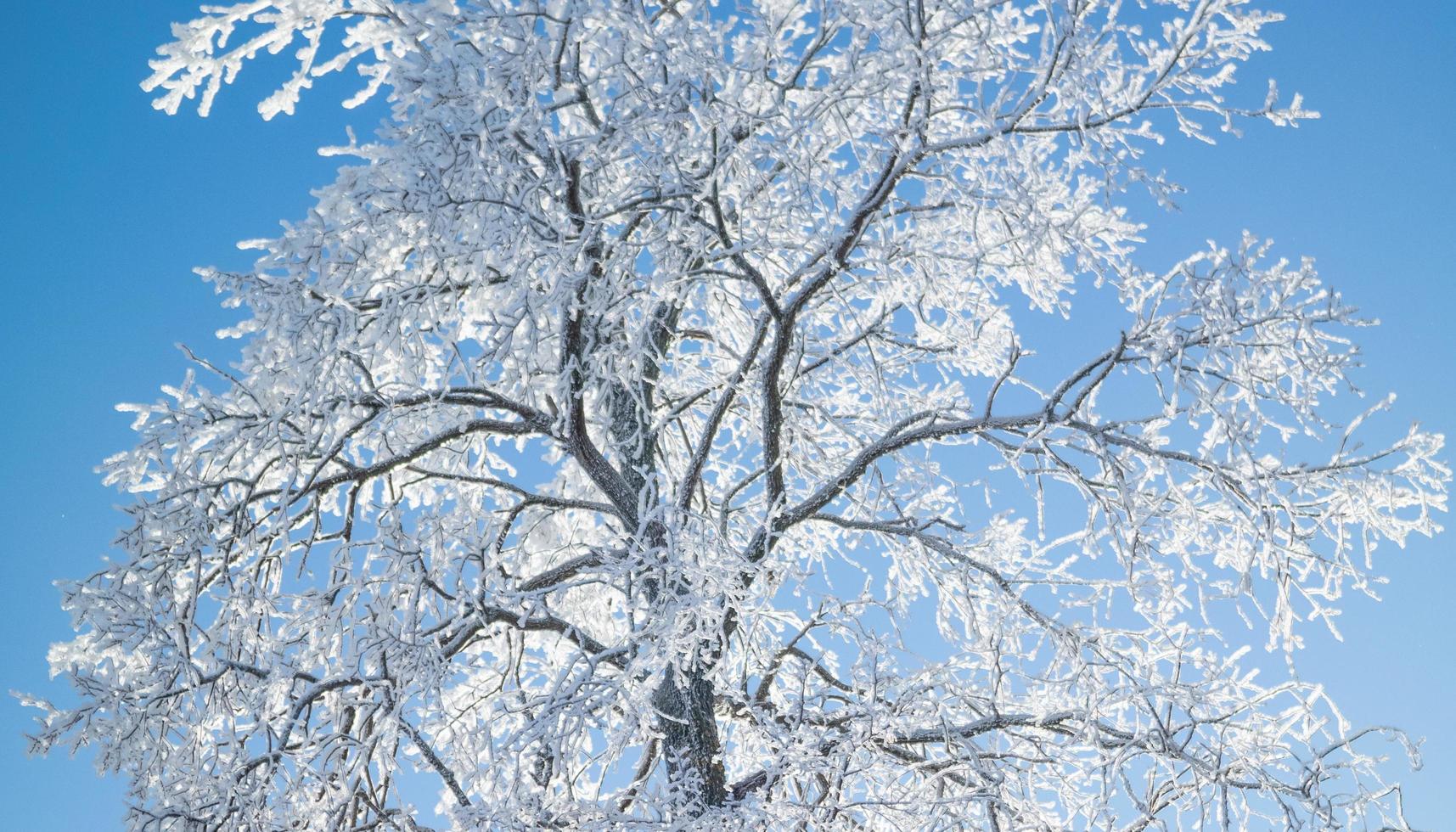Tree covered with frost. photo
