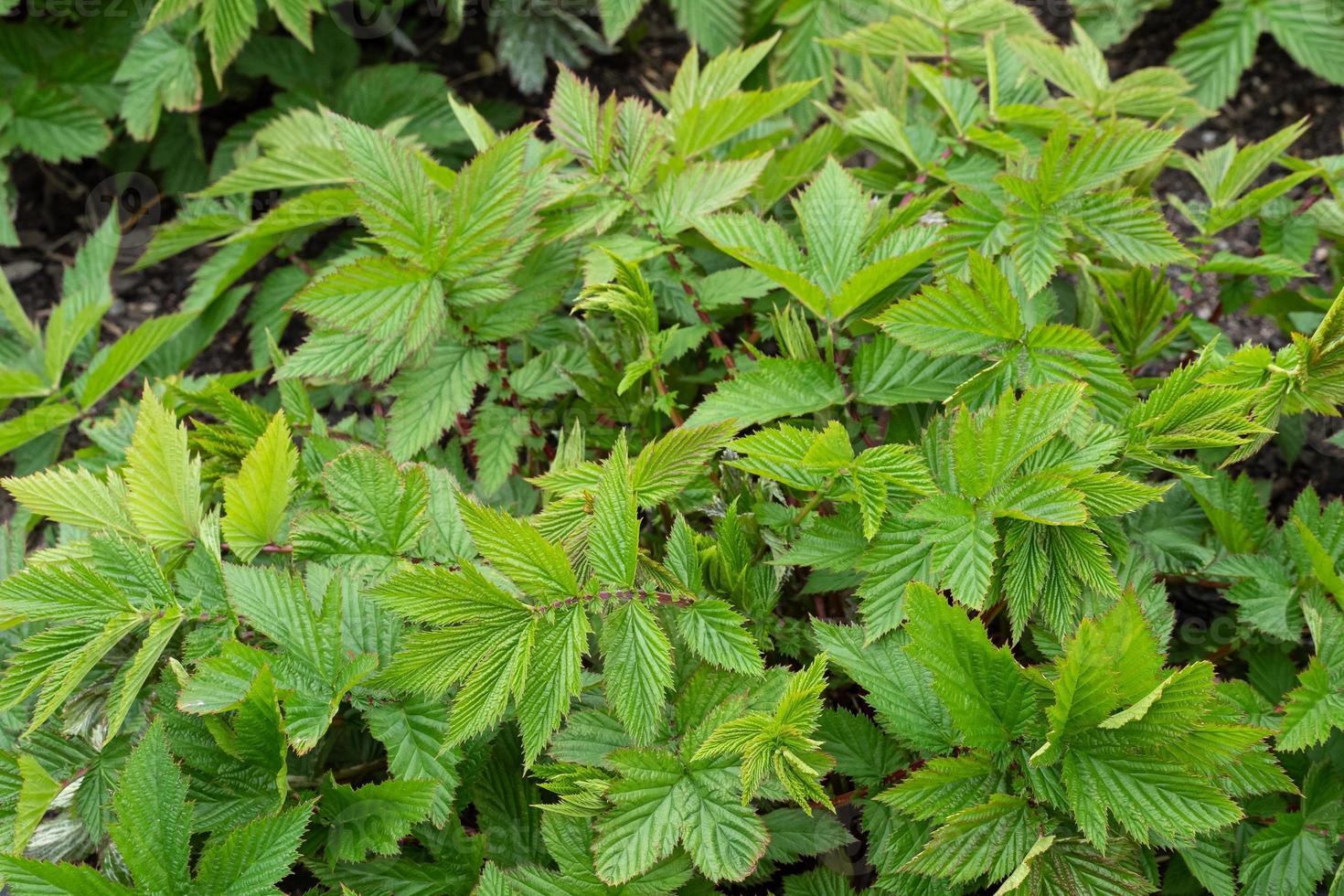Green leaves of plant Filipendula ulmaria, medicinal plant used in medicine. photo