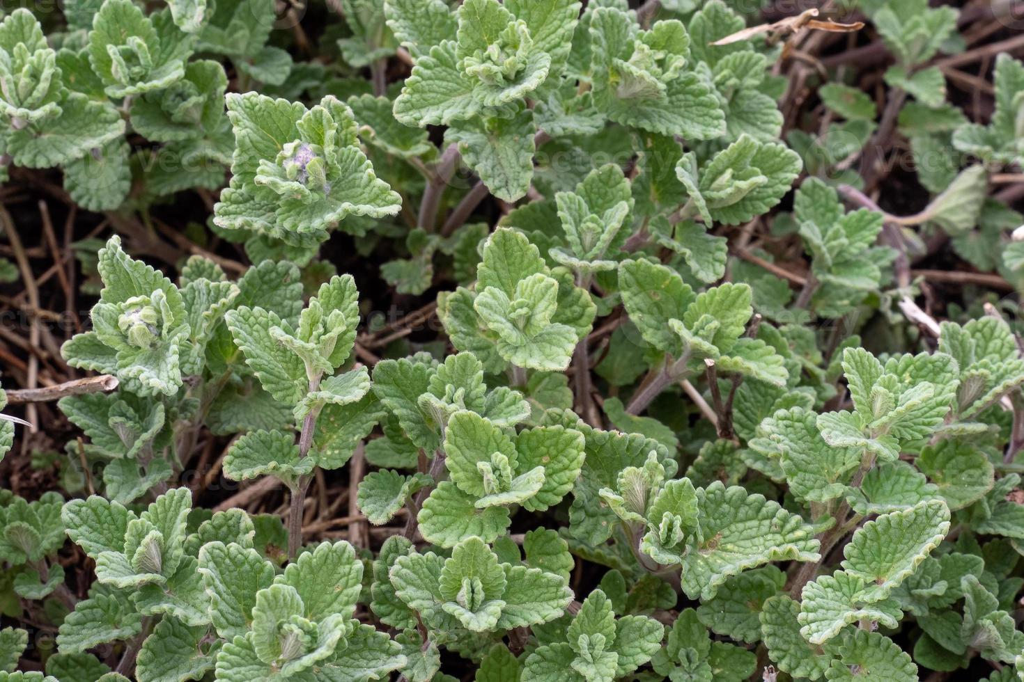 Nepeta cataria, mint or catnip photo