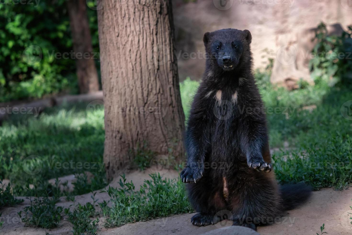 glotón siberiano - gulo gulo sentado en la naturaleza foto