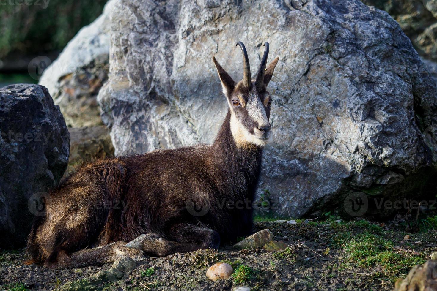 Chamois - rupicapra rupicapra lying on the ground photo