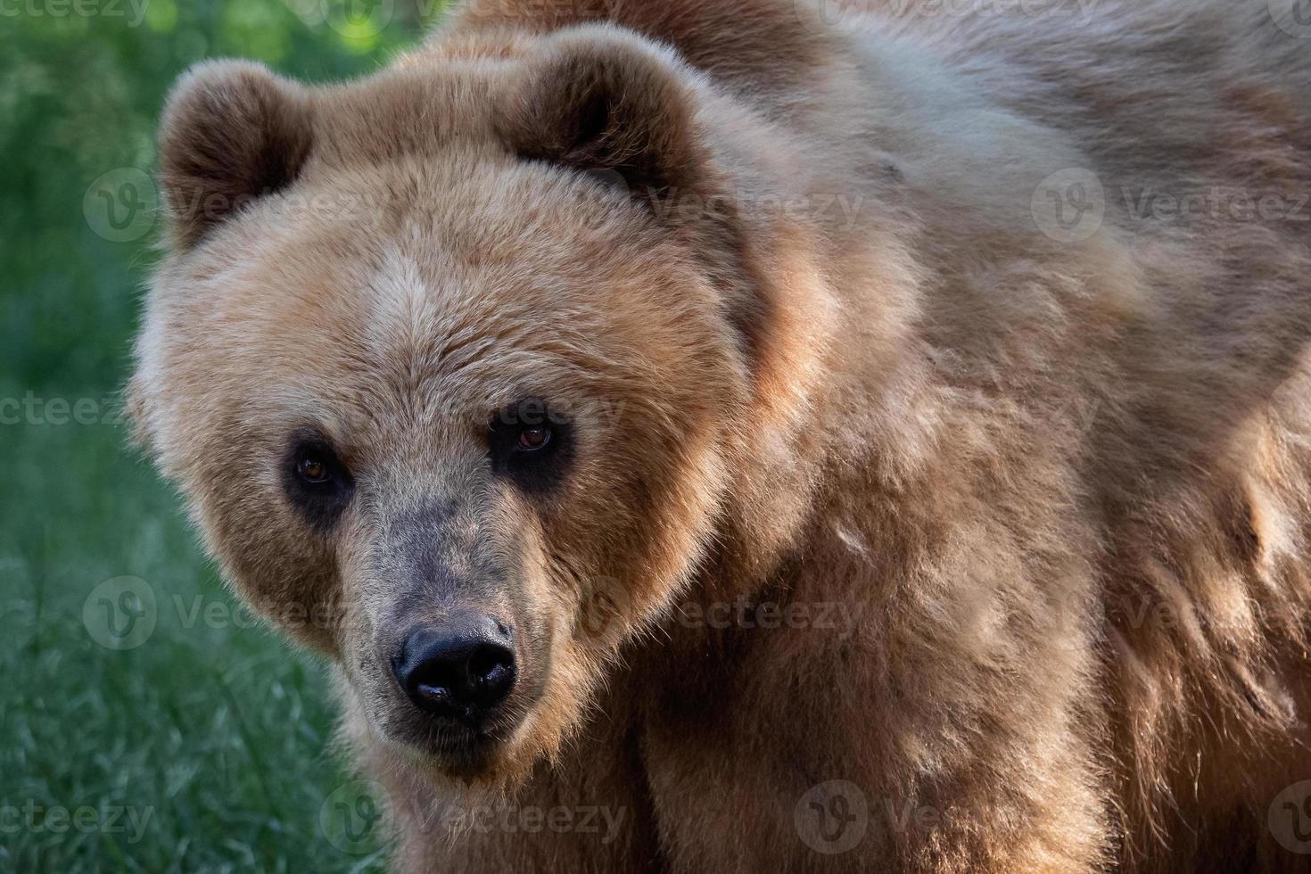 Kamchatka bear in the grass - Ursus arctos beringianus photo