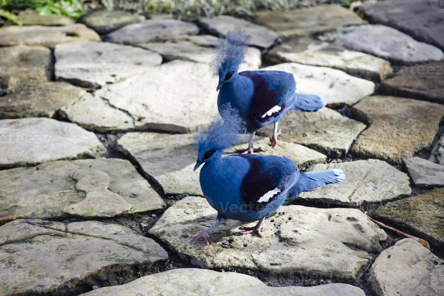 Victoria crowned pigeons photo