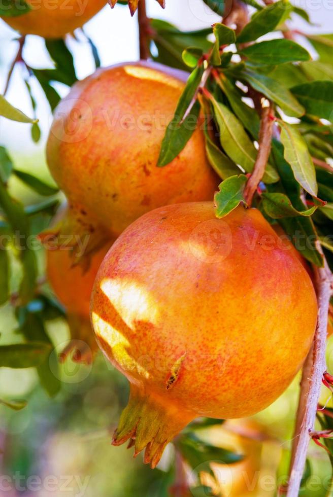 Pomegranate on branch photo